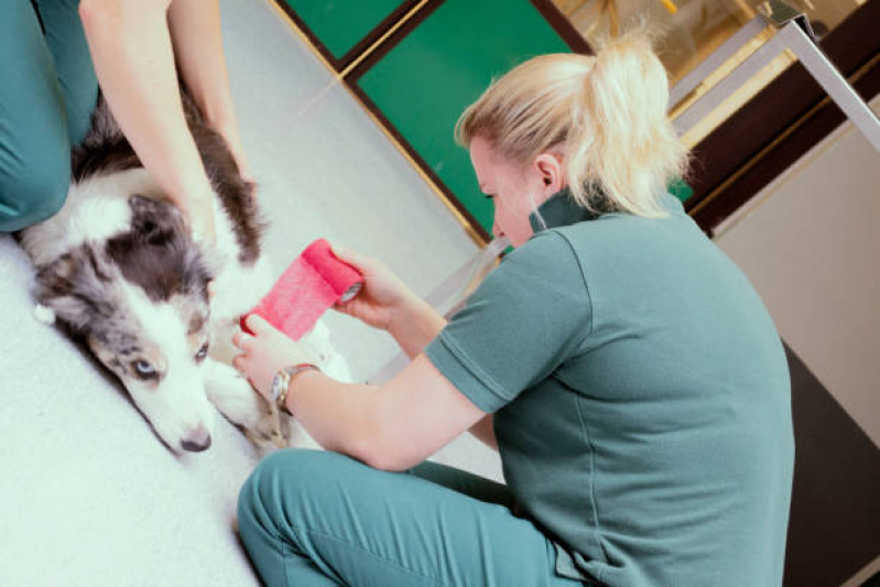 Oncologia para Cachorro de Pequeno Porte Agendar Zona Industrial - Oncologia Animal