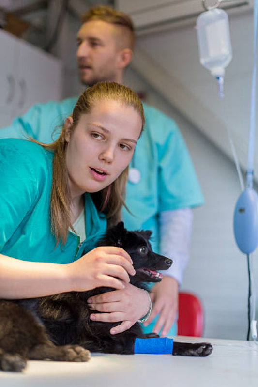 Oncologia para Cachorro de Pequeno Porte Sudoeste - Oncologia para Cachorro