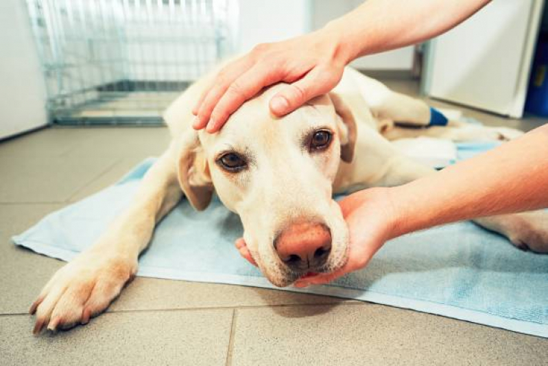 Oncologia para Cachorro Eixo Rodoviário Leste - Oncologia Cães de Grande Porte