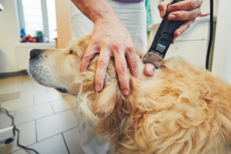 Oncologia para Cachorros Agendar Esplanada dos Ministérios - Oncologia para Cães