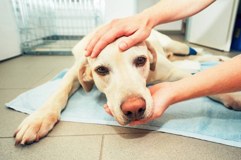 Oncologia para Cães e Gatos SIA - Oncologia Animal