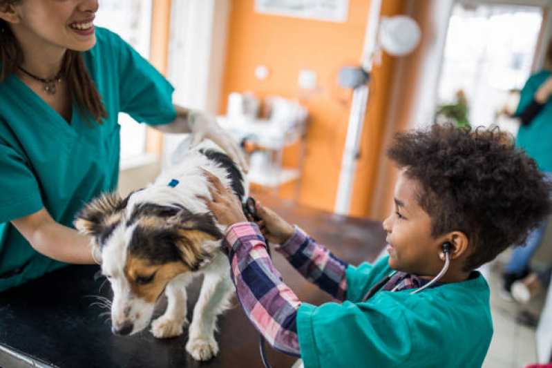 Oncologia para Cães Sh Vicente Pires - Oncologia para Animais de Pequeno Porte