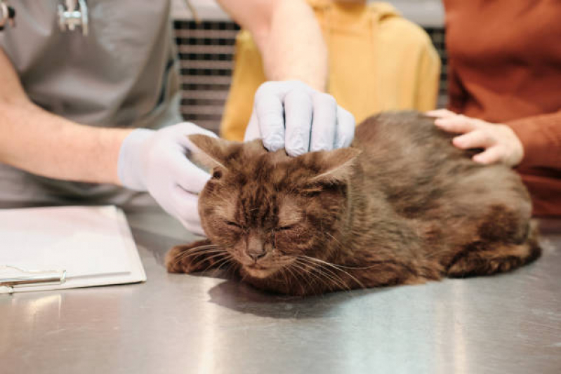 Onde Agendar Consulta de Dermatologista para Pet Vila Telebrasília - Consulta de Oftalmologista para Pet