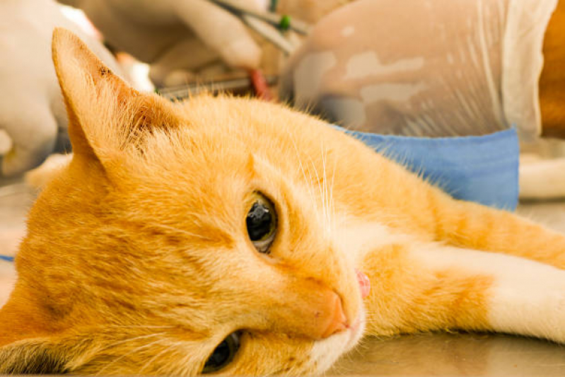 Onde Agendar Consulta de Endocrinologia para Pet Asa Norte - Consulta de Ozonioterapia para Pet