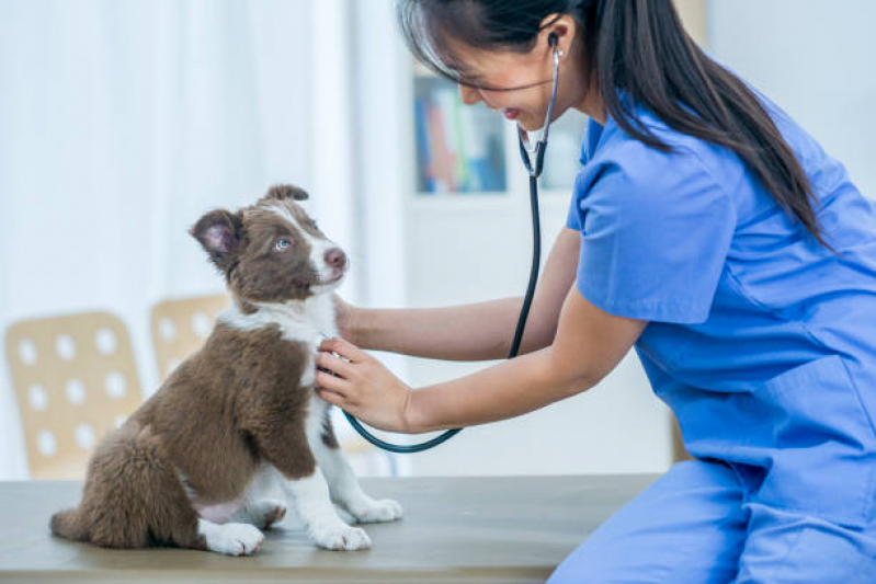 Onde Agendar Consulta de Oftalmologista para Pet SETOR DE CLUBES NORTE - Consulta de Endocrinologia para Pet