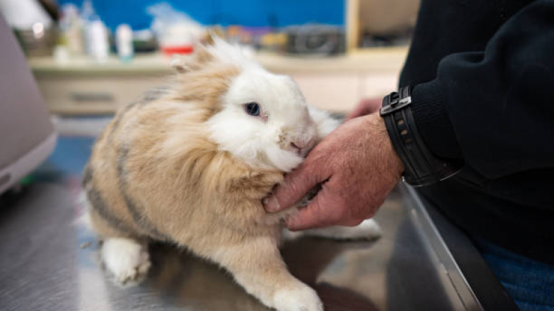 Onde Agendar Consulta para Pet Sobradinho - Consulta de Dermatologista para Pet