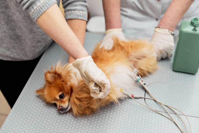 Onde Agendar Consulta Pet SIA - Consulta de Endocrinologia para Pet