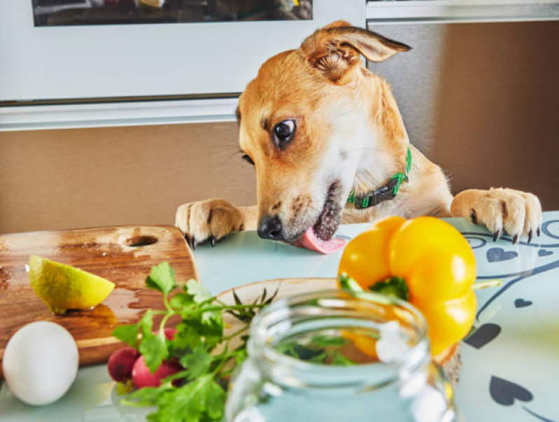 Onde Agendar Nutrição Veterinária para Pequenos Animais Asa Norte - Nutrição Veterinária Canina