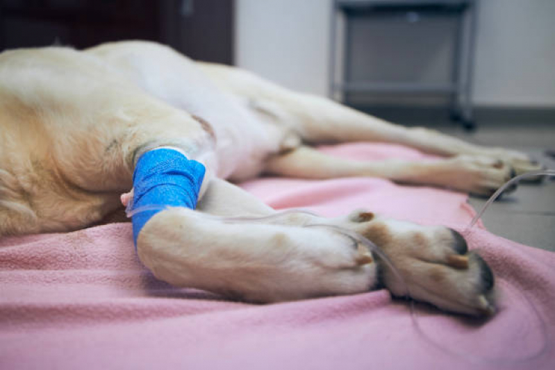 Onde Agendar Oncologia Animal Brasília - Oncologia para Cachorro Asa Norte