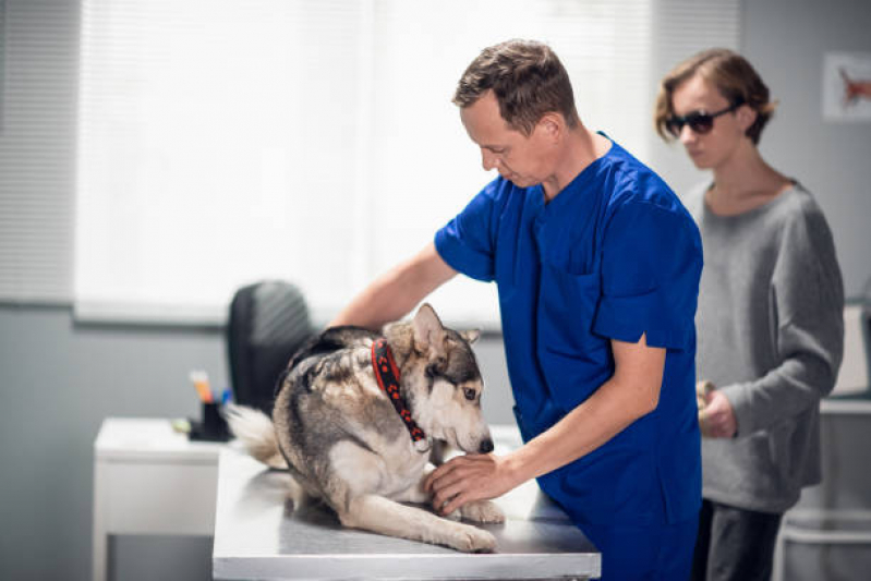 Onde Agendar Oncologia Cães de Grande Porte Setor de Clubes Norte - Oncologia para Cachorro de Pequeno Porte
