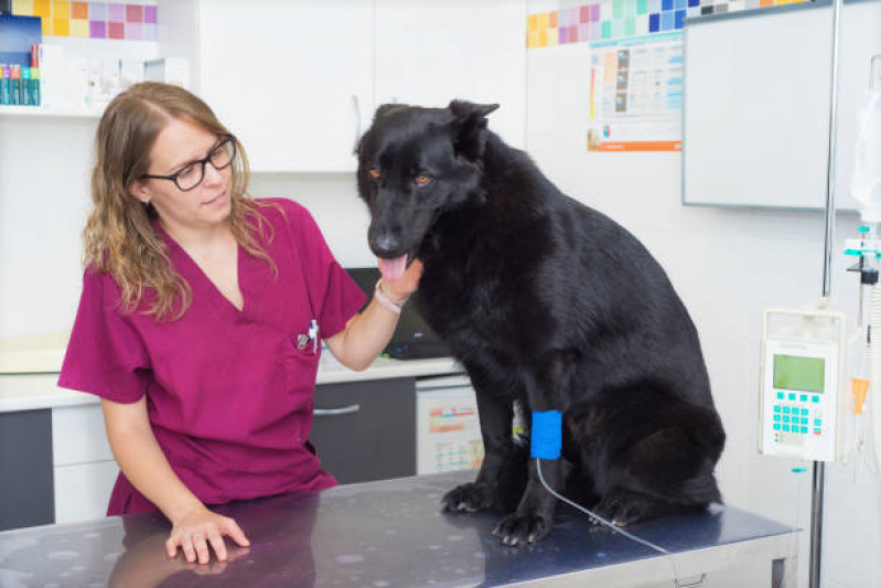 Onde Agendar Oncologia de Cachorro Grande Colorado - Oncologia de Cachorro