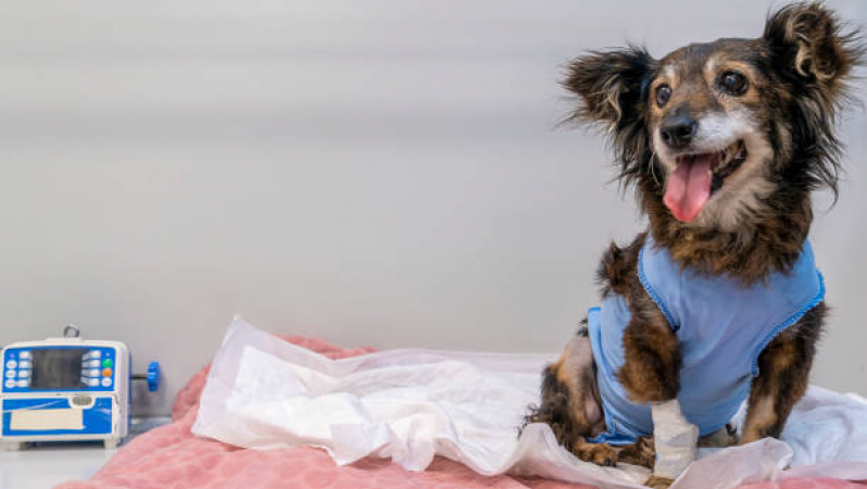 Onde Agendar Oncologia para Animais de Pequeno Porte EPNA Estrada Parque das Nações - Oncologia para Cães