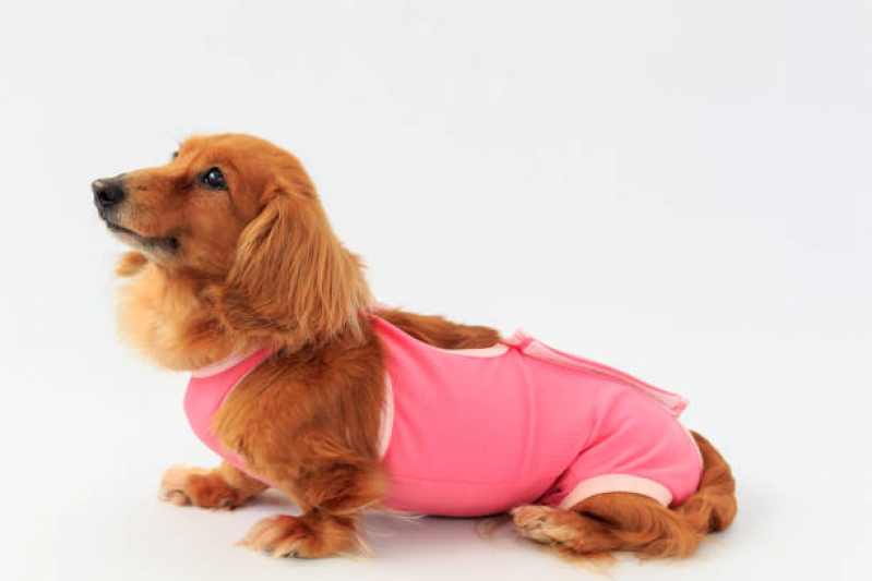 Onde Agendar Oncologia para Animais Guará - Oncologia para Cachorro de Pequeno Porte