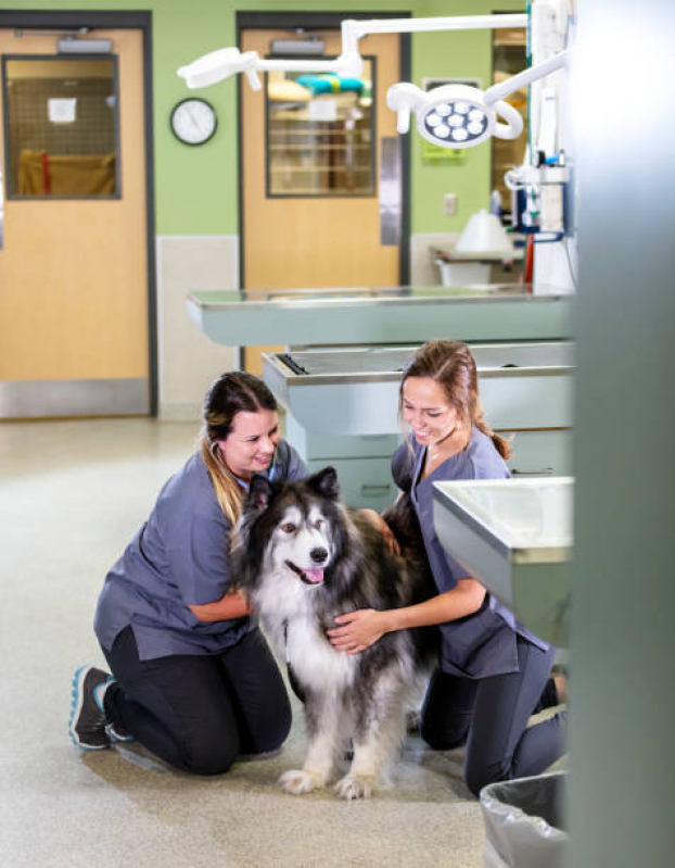 Onde Agendar Oncologia para Cães SETOR DE CLUBES SUL - Oncologia de Animais