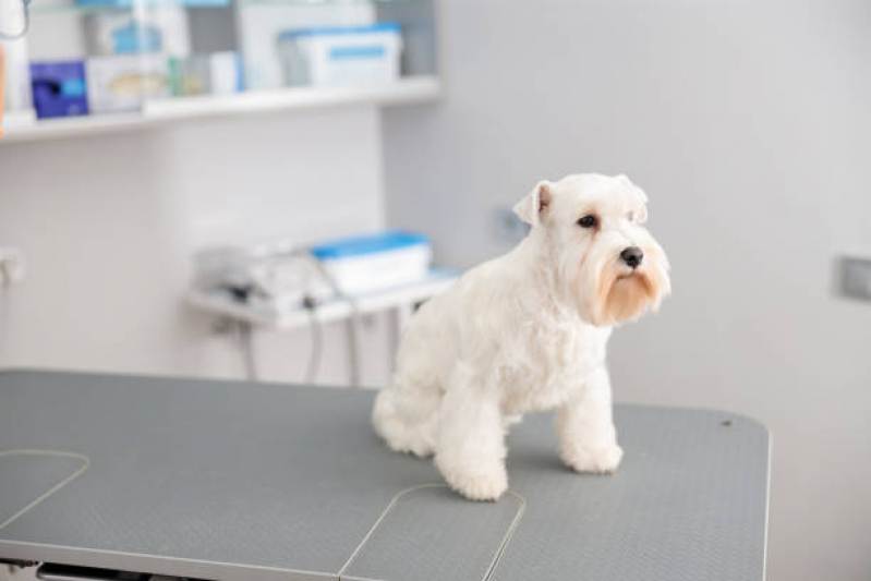 Onde Agendar Ozonioterapia Animal SIA - Ozonioterapia Cachorros