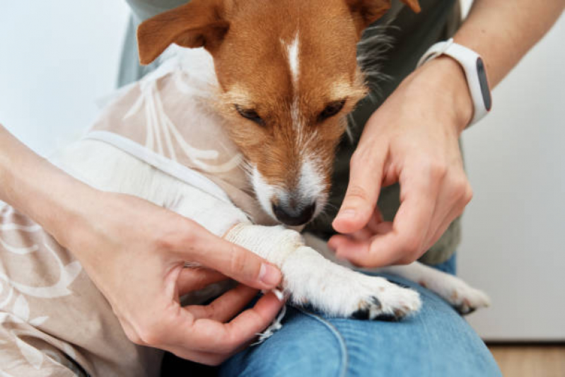 Onde Agendar Ozonioterapia Cachorros Guará I - Ozonioterapia para Cachorro