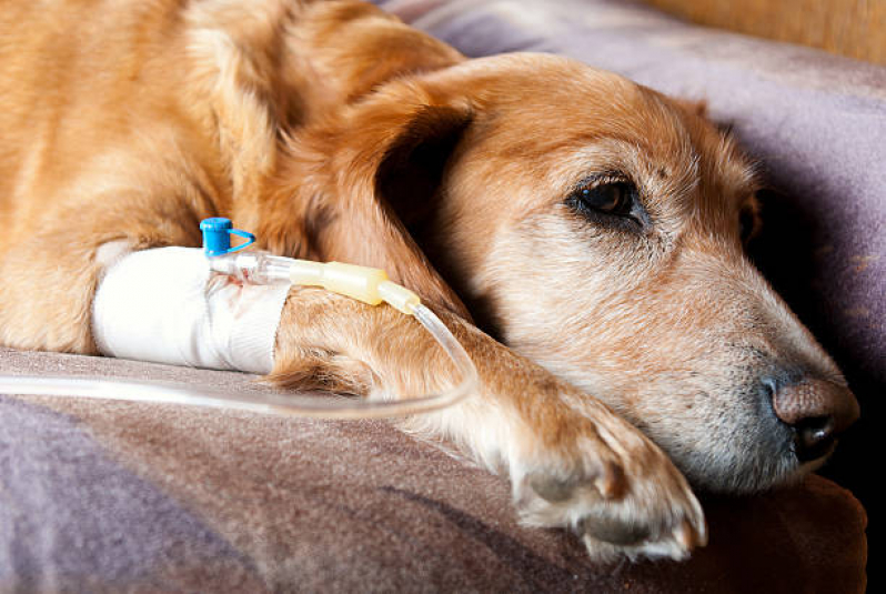 Onde Agendar Ozonioterapia para Animais Jardim Botânico - Ozonioterapia para Cachorros Brasília