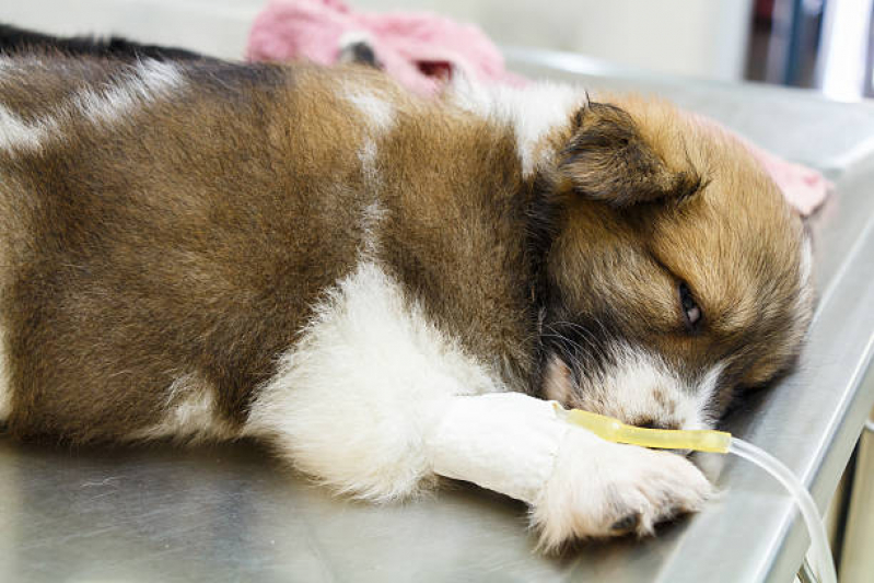 Onde Agendar Ozonioterapia para Cachorro Guará - Ozonioterapia para Animais