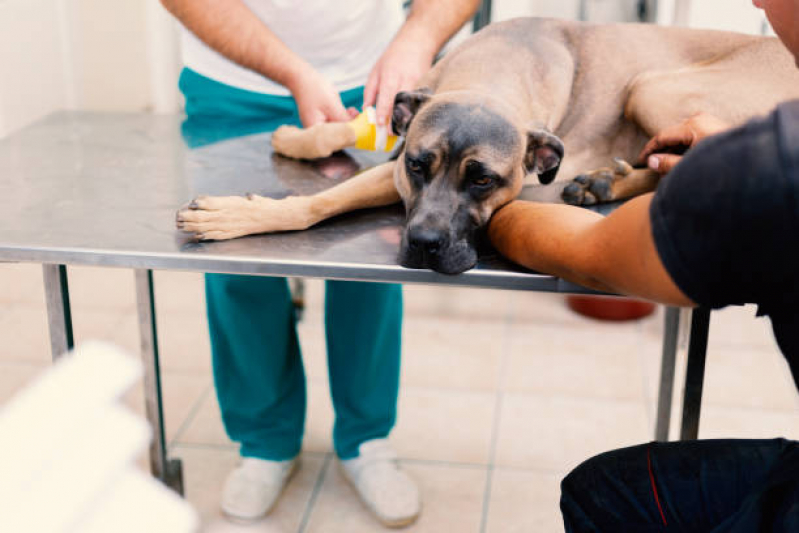 Onde Agendar Ozonioterapia para Cachorros Sobradinho - Ozonioterapia para Cães