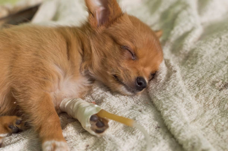 Onde Agendar Ozonioterapia para Cães e Gatos Itapuã - Ozonioterapia para Cachorro