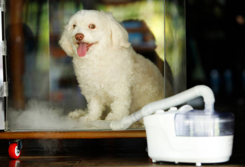 Onde Agendar Ozonioterapia para Cães Eixo Rodoviário Sul - Ozonioterapia para Cães