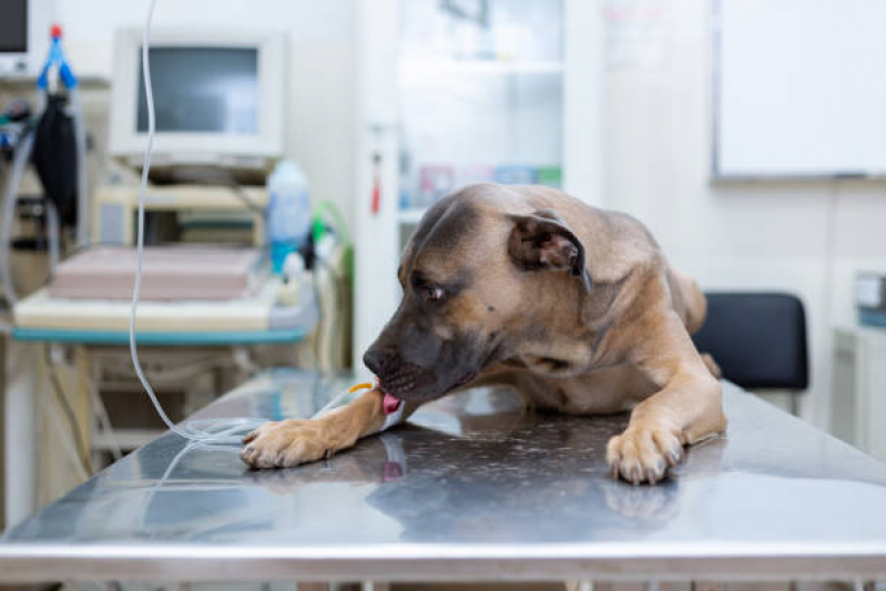 Onde Agendar Ozonioterapia para Pet ZfN Zona Industrial - Ozonioterapia Animal