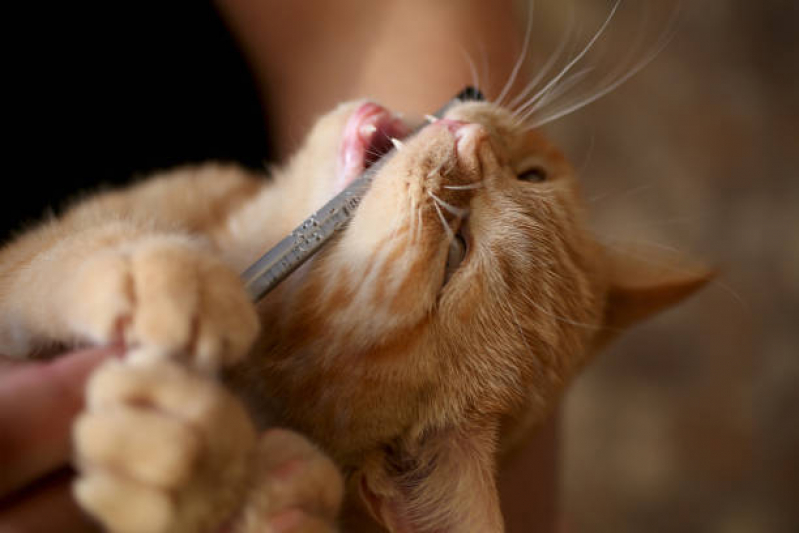 Onde Encontrar Dentista de Gato Eixo Rodoviário Leste - Odontologia Pet