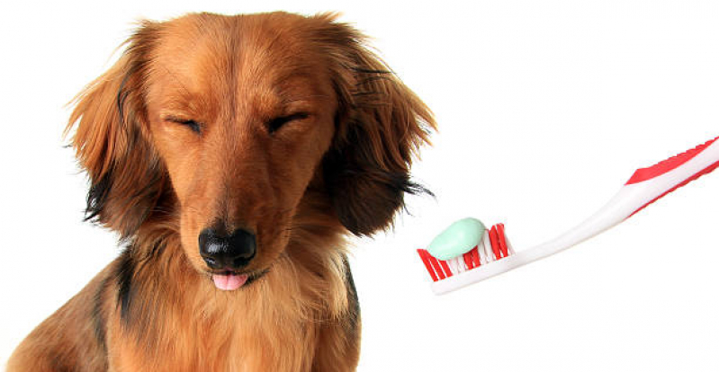 Onde Encontrar Dentista para Cães Sh Vicente Pires - Odontologia para Cachorro