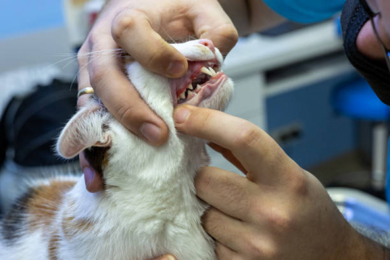 Onde Encontrar Dentista para Gato Octogonal/Sudoeste - Odontologia para Cães