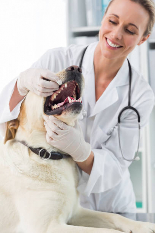 Onde Encontrar Dentista para Pet Sh Vicente Pires - Odontologia para Cachorro