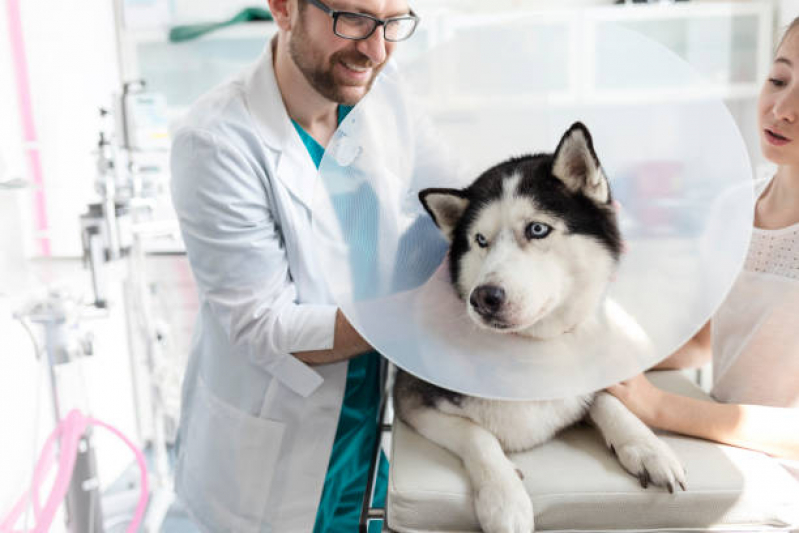 Onde Encontrar Dermatologia Animal Guará - Dermatologista de Cachorro