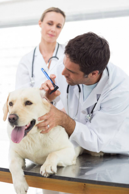 Onde Encontrar Dermatologia de Pequenos Animais Park Sul - Dermatologista para Cachorro