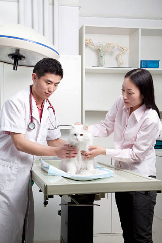 Onde Encontrar Dermatologia em Pequenos Animais Condomínio Alphavile - Dermatologista Pet