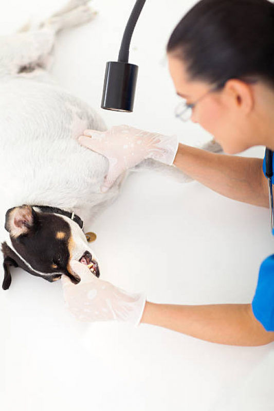 Onde Encontrar Dermatologista para Cachorro Altiplano Sul - Dermatologista de Animais