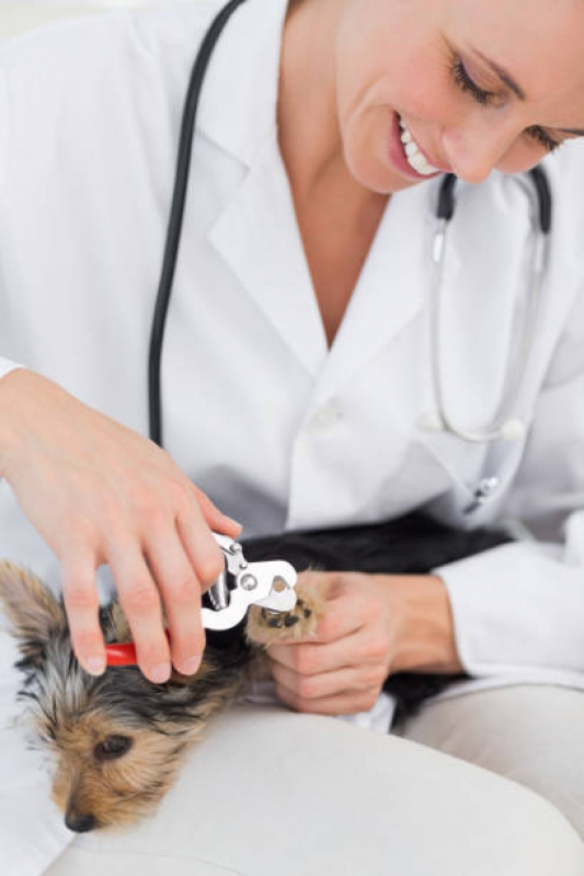 Onde Encontrar Dermatologista para Cachorros Sobradinho - Dermatologista Pet