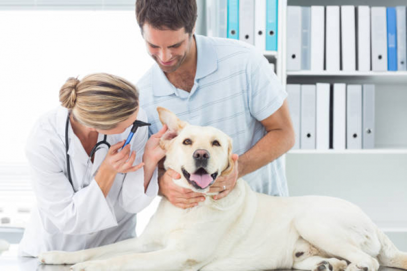 Onde Encontrar Dermatologista para Cães Setor de Clubes Sul - Dermatologia em Pequenos Animais