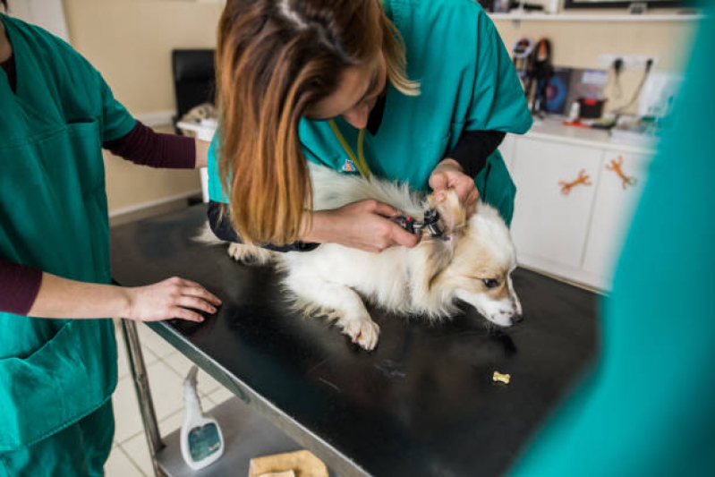 Onde Encontrar Dermatologista para Gato Águas Claras - Dermatologia em Cães e Gatos
