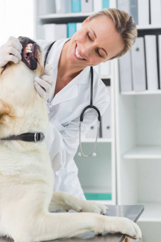 Onde Encontrar Odonto para Cachorro Setor de Clubes Norte - Dentista para Pet