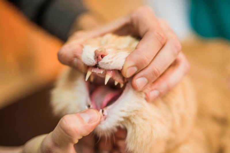 Onde Encontrar Odontologia para Cachorro Distrito Federal - Dentista para Cães