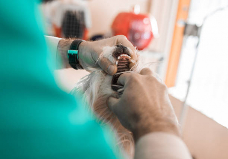 Onde Encontrar Odontologia para Gato ZfN Zona Industrial - Dentista para Pet