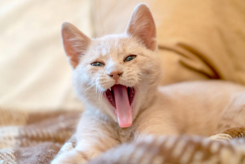 Onde Encontrar Odontologia para Gatos Asa Norte - Dentista para Cães