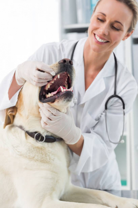 Onde Encontrar Odontologia Pet Avenida das Nações - Odontologia para Cachorro Asa Norte