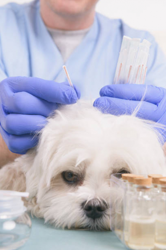 Onde Faz Acupuntura Veterinária em Cachorros Sobradinho - Acupuntura Veterinária Domiciliar