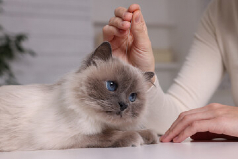 Onde Faz Acupuntura Veterinária em Gatos Sobradinho - Acupuntura Veterinária para Gatos