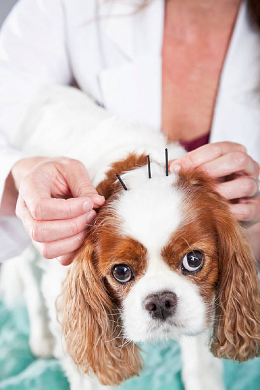 Onde Faz Acupuntura Veterinária para Cachorros SIG Setor de Indústrias Gráficas - Acupuntura Veterinária em Cachorros