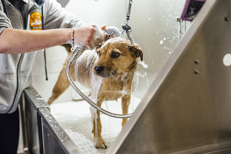 Onde Faz Banho Terapêutico Animal Zona Industrial - Banho Terapêutico para Animais Asa Norte
