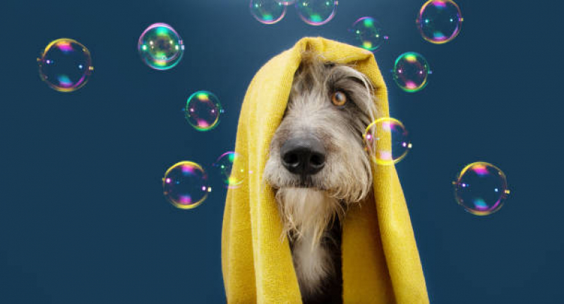 Onde Faz Banho Terapêutico Cachorro Octogonal/Sudoeste - Banho Terapêutico para Pets
