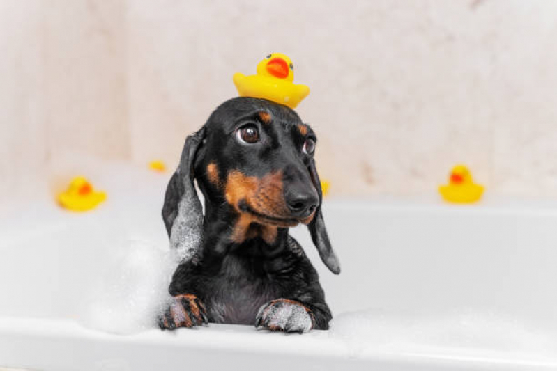 Onde Faz Banho Terapêutico para Animais Park Way - Banho Terapêutico para Cães
