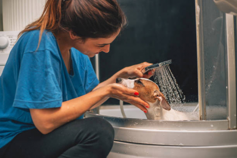 Onde Faz Banho Terapêutico para Cachorro SHTS Setor Hoteleiro Sul - Banho Terapêutico para Animais de Estimação