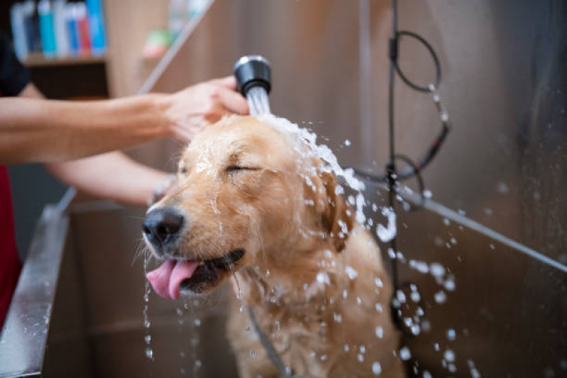 Onde Faz Banho Terapêutico para Cachorros SETOR DE CLUBES SUL - Banho Terapêutico para Cachorros